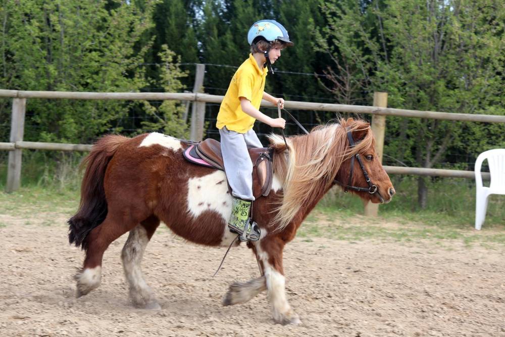 poney