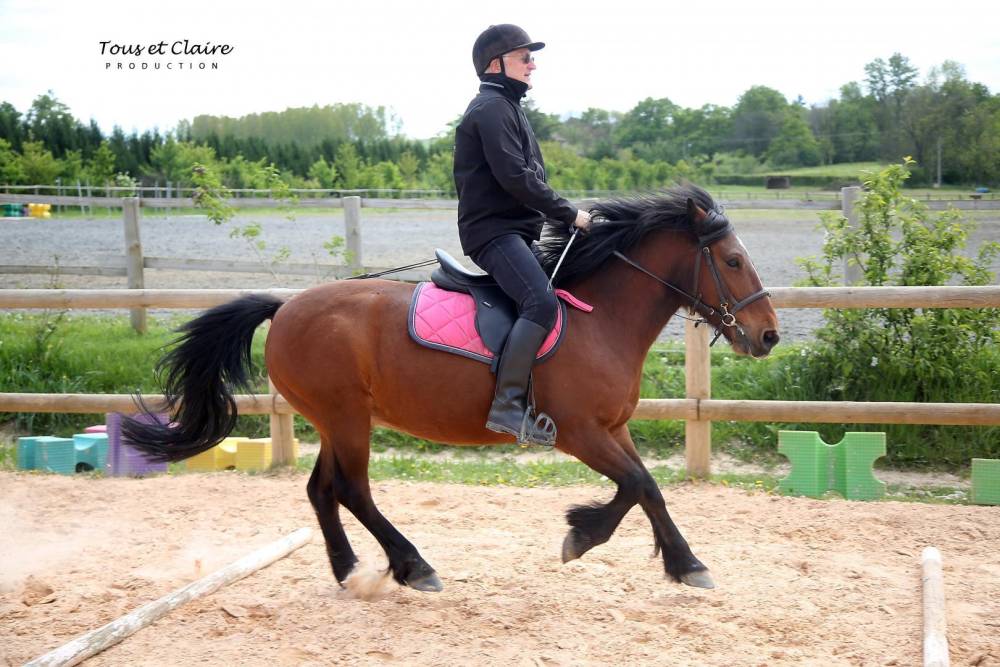cheval adulte